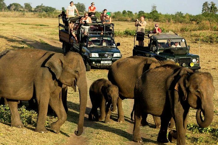 Udawalawe National Park Safari. Private full day tour from Bentota. - Photo 1 of 2